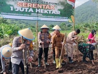 Kabupaten Serang Dukung Program 1 Juta Hektar Jagung, Stok Pupuk Dipastikan Aman