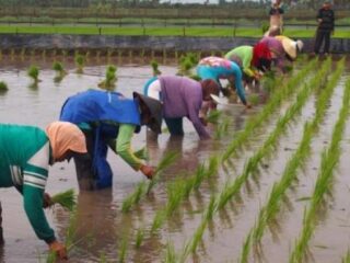 Stok Pupuk Bersubsidi di Carenang Terkendali untuk 3623 Petani